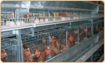 Layer1 Quality system India