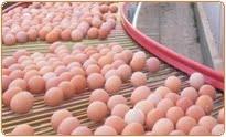 Layer2 Quality system India