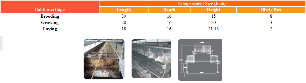 california cages Broiler breeder Pan feeding system dealers in India