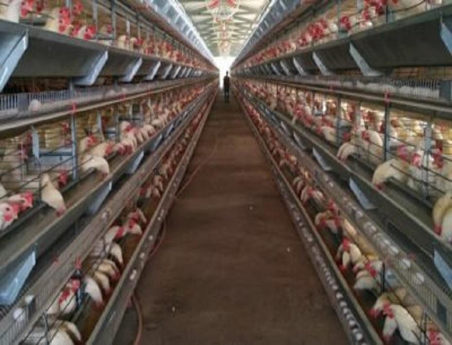 commercial layer battery cage dealers in India