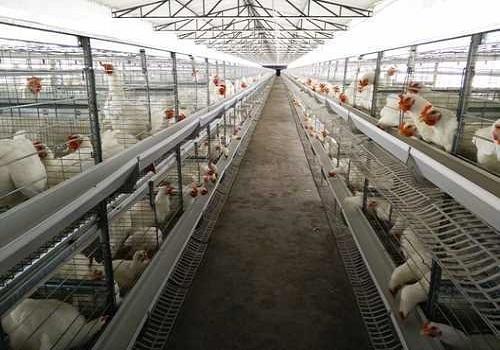 Breeder Battery Cage