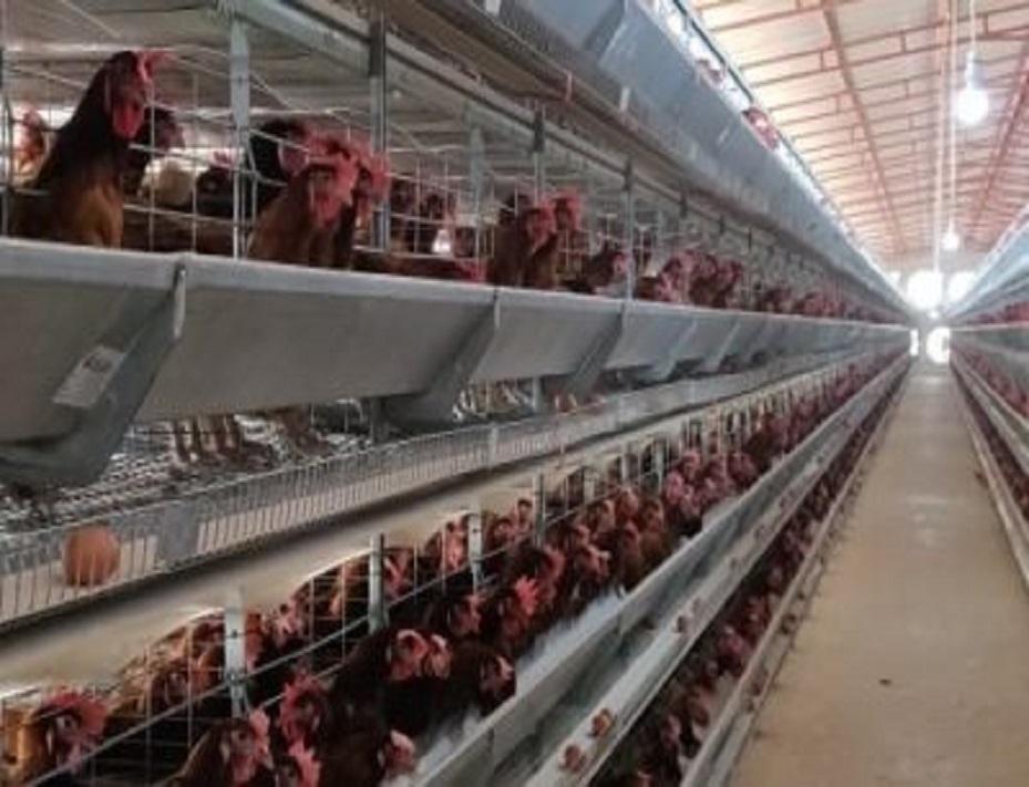 Poultry cage system dealers in India