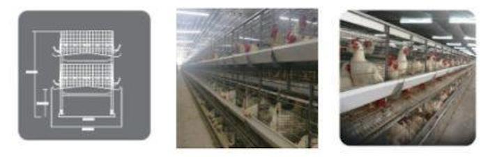 Broiler breeder Pan feeding system dealers in India