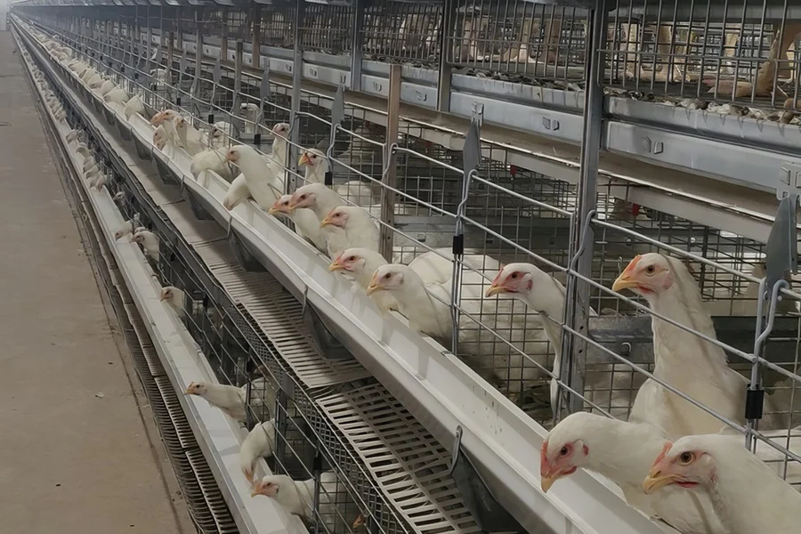 Battery-cage 900 x 600