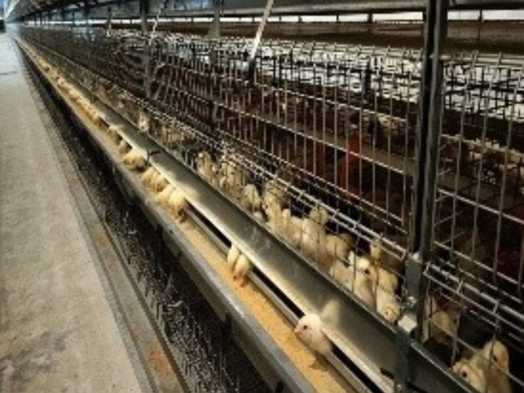 Perchery System Rearing Rearing Cage - Quality Systems | Poultry Equipment - 2026